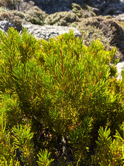 Orites acicularis