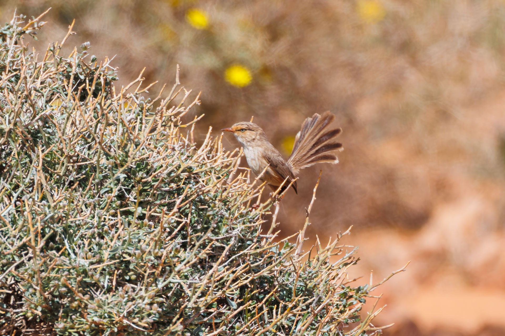 Streaked Scrub Warbler (Scotocerca inquieta), photo 7