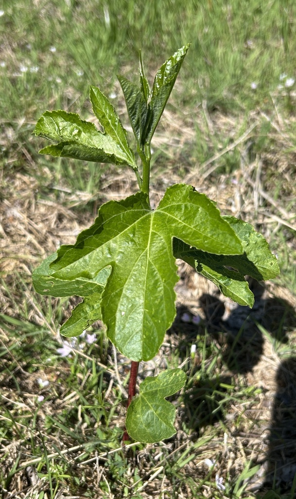 Lạc tiên – Passiflora incarnata