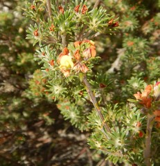 Phyllota pleurandroides