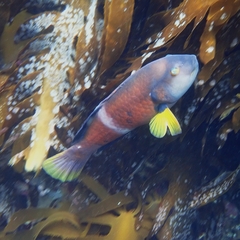Lilac-Banded Parrotfish photo 2