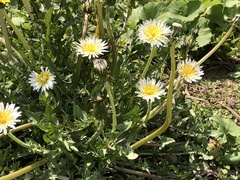 Taraxacum albidum