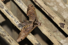 Adhemarius tigrina