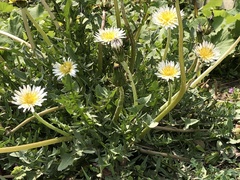 Taraxacum albidum