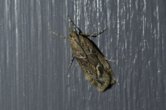 Eudonia submarginalis