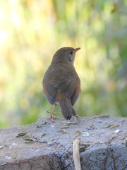 Catharus aurantiirostris