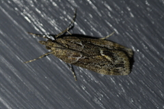 Eudonia submarginalis