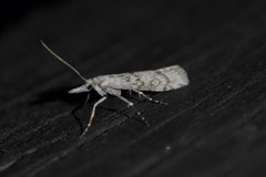 Orocrambus cyclopicus