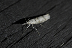 Orocrambus cyclopicus