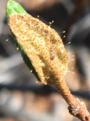 Bactericera shepherdiae