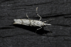 Orocrambus cyclopicus