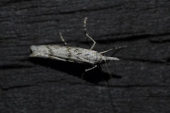 Orocrambus cyclopicus