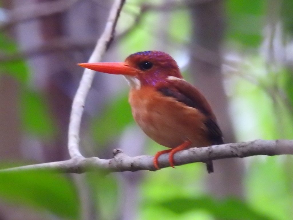Sulawesi Dwarf Kingfisher (Ceyx fallax)