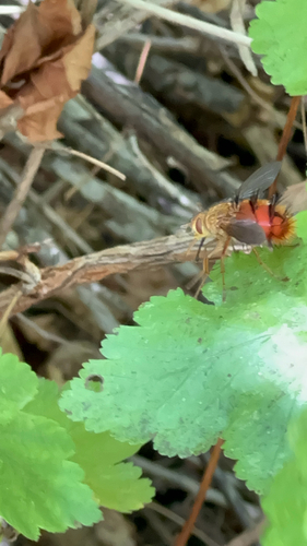 Unknown species found near Trout Creek Canyon Trail, Helena, MT, US