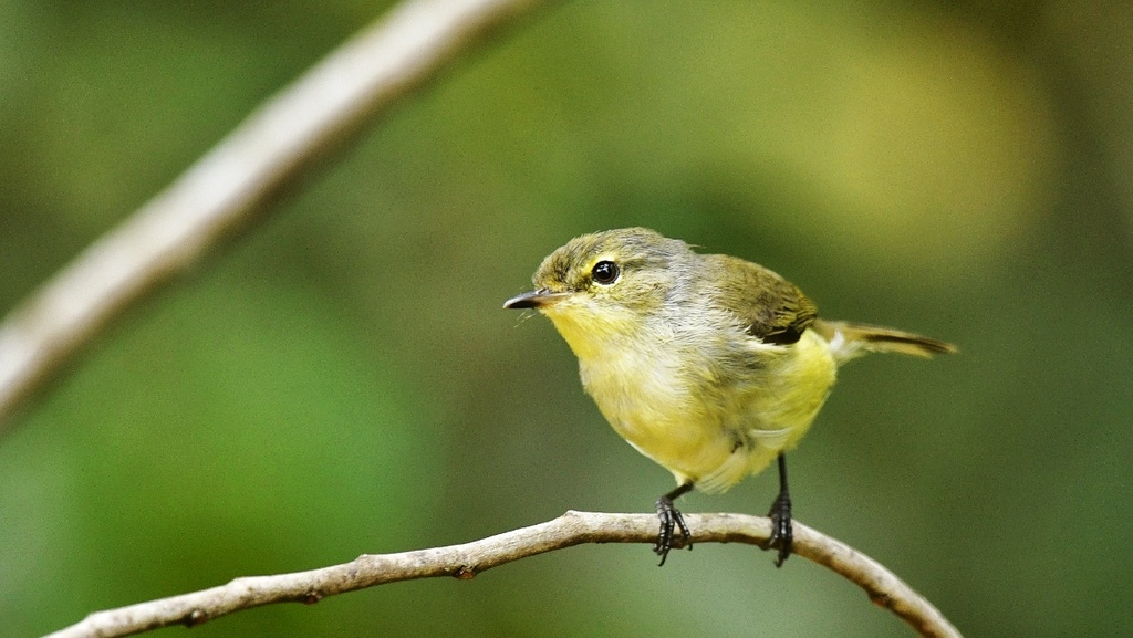 Fan-tailed Gerygone photo