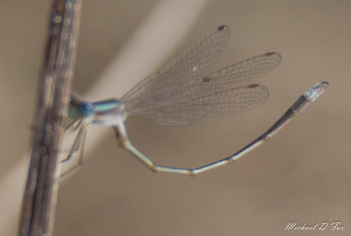 Southern Spreadwing photo 5