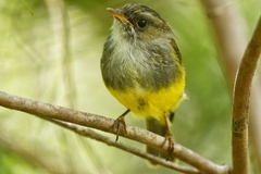 Eopsaltria flaviventris