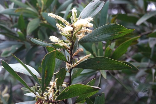 Acacia celsa, 2026-03-13