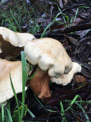 Leucopaxillus albissimus image