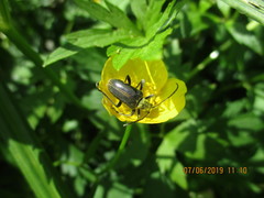 Brachyta interrogationis