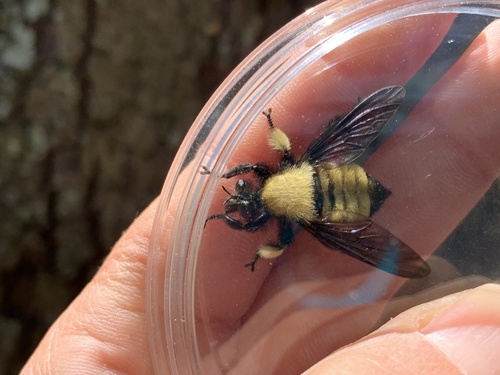 Unknown species found near Richmond, TX, US