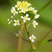 Virginia Pepperweed - Photo (c) Steve Jones, some rights reserved (CC BY-NC), uploaded by Steve Jones