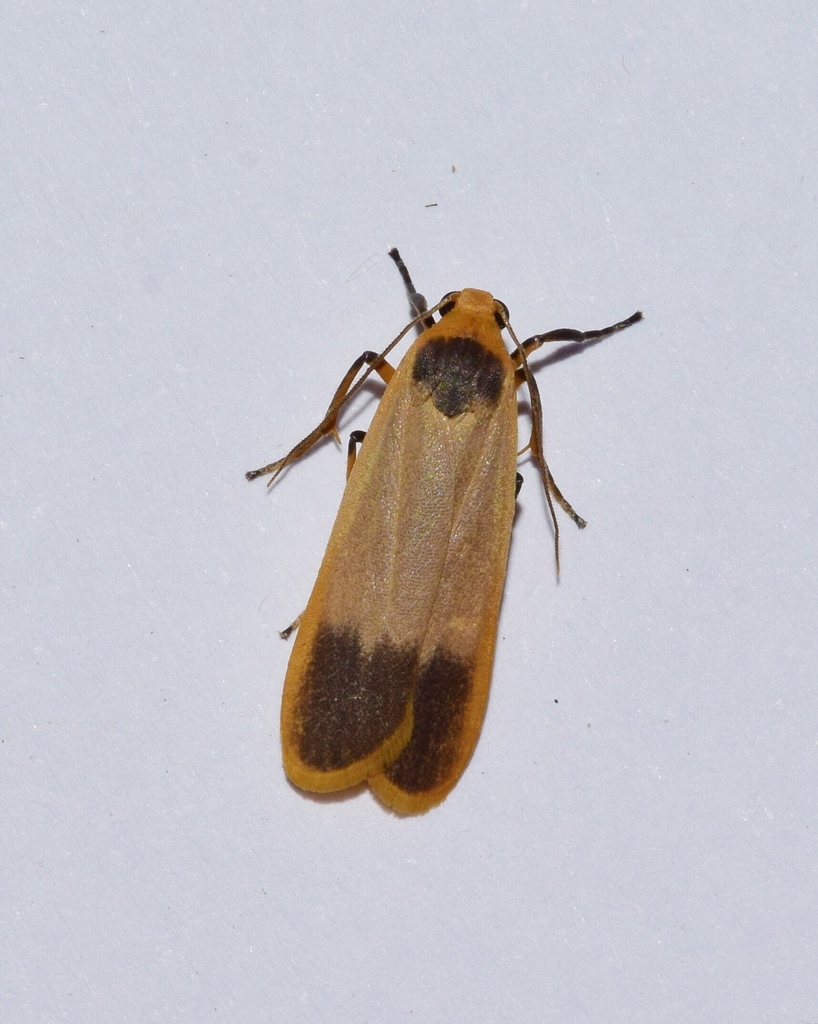 Pseudochromatosia