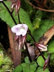 Staurogyne concinnula