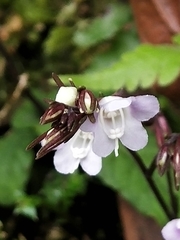 Staurogyne concinnula