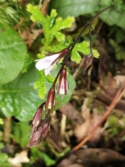 Staurogyne concinnula