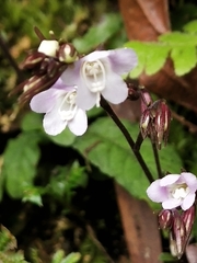 Staurogyne concinnula