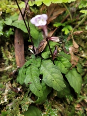 Staurogyne concinnula