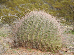 Ferocactus wislizeni