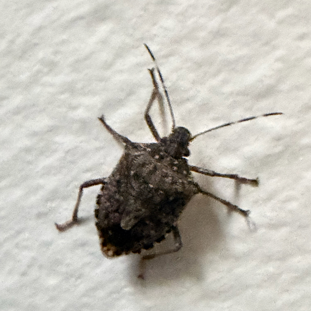 Brown Triangular Bug Brown Marmorated Stink Bug from Kris Dr, Carnot, PA, US on March 12 ...