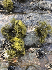 Psilophycus alveatus