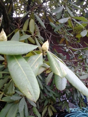 Rhododendron × hybridum