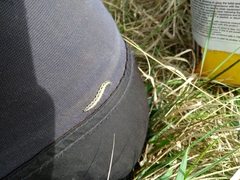 Uresiphita maorialis