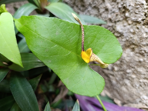 Aristolochia anguicida, 2026-03-12