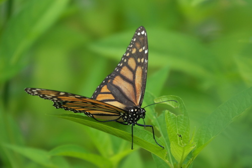 Monarch photographed in Oklahoma