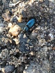 Necrobia violacea