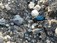 Necrobia violacea