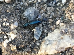 Necrobia violacea