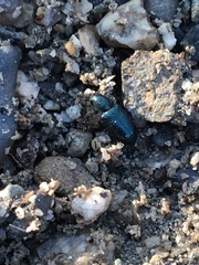 Necrobia violacea