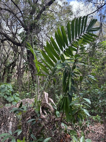 Elegant Palm (Ptychosperma elegans)
