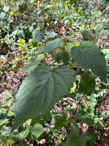 Java Glorybower (Clerodendrum speciosissimum)
