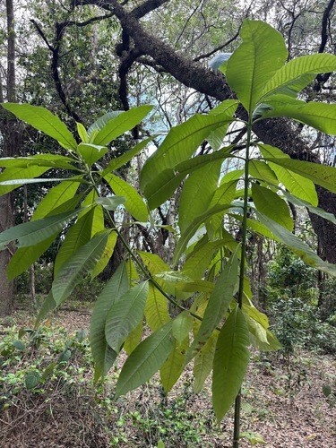 Deviltree (Alstonia macrophylla)