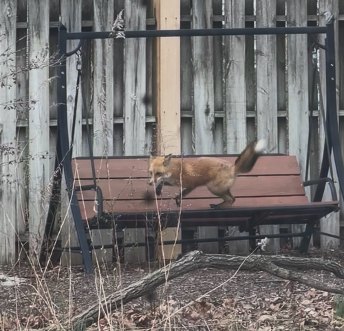 Red Fox photographed in Indiana