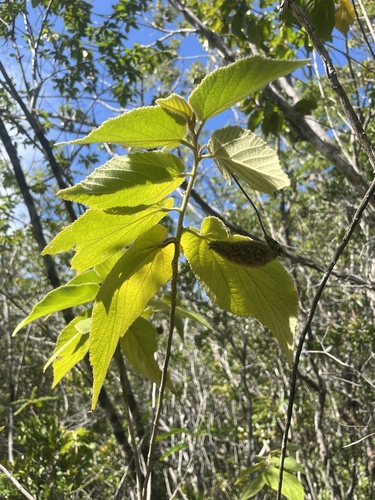 screwtree (Helicteres jamaicensis)