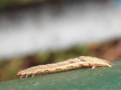 Pseudocollix hyperythra