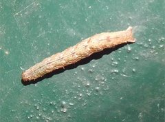 Pseudocollix hyperythra